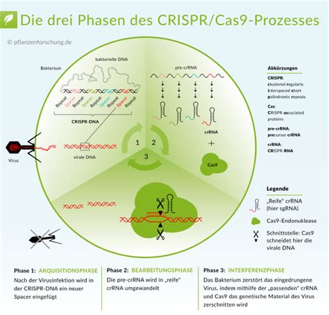 algen bio crispr.